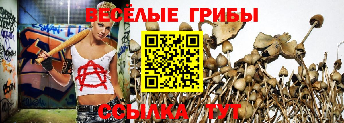 Галлюциногенные грибы Psilocybe Будённовск