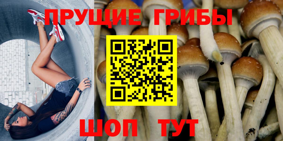 Будённовск  Псилоцибиновые грибы мухоморы  Вход с VPN 